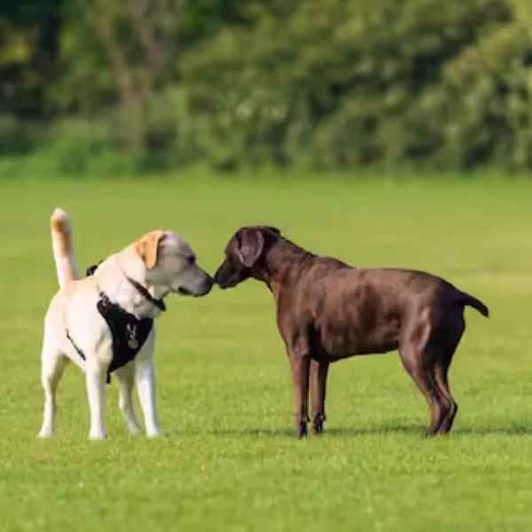 Hundeauslaufgebiet Beitrag